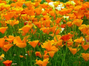 fleurs-pavot-orange-nature-flore-images-photos-gratuites-libres-de-droits-1560x1170
